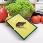 Reusable Expert Catch Mouse & Rat Glue Catch Trap