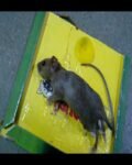 Reusable Expert Catch Mouse & Rat Glue Catch Trap