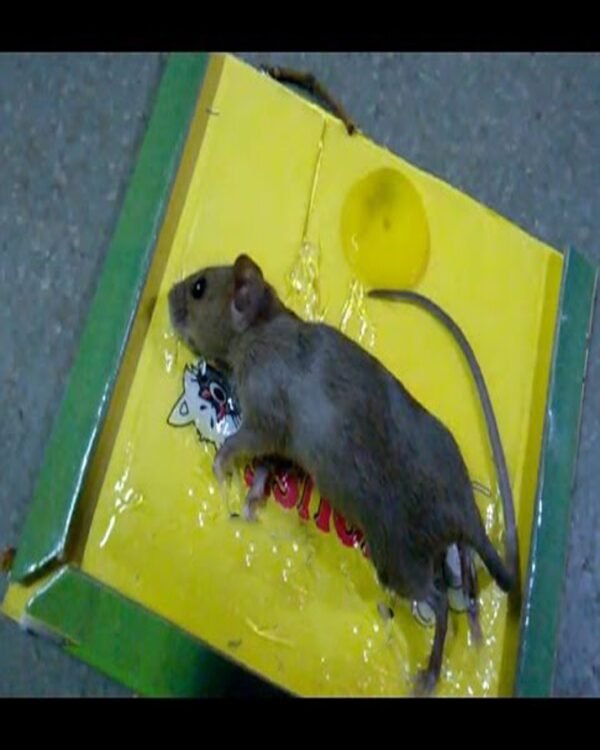 Reusable Expert Catch Mouse & Rat Glue Catch Trap